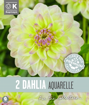 Prem Dahlia Decorative Aquarellex