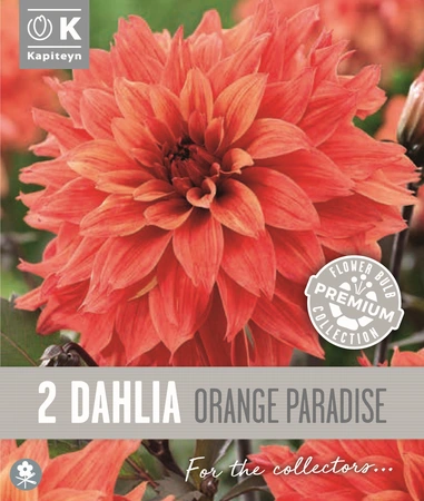 Premium Dahlia Orange Paradise