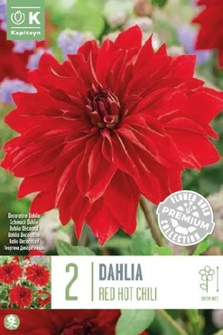 Premium Dahlia Red Hot Chili