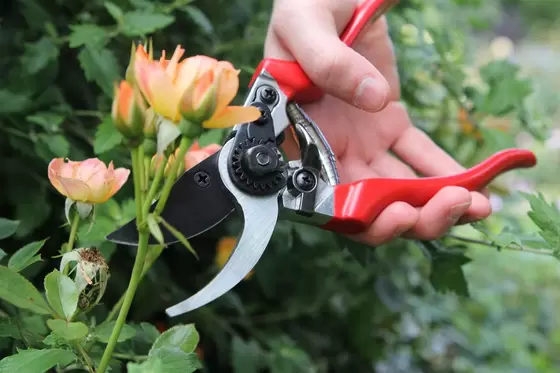 Professional Pruner - image 2