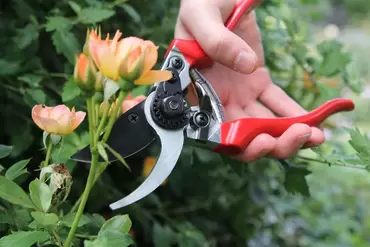 Professional Pruner - image 2