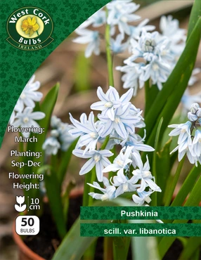 Pushkinia Libanotica 50 Bulbs