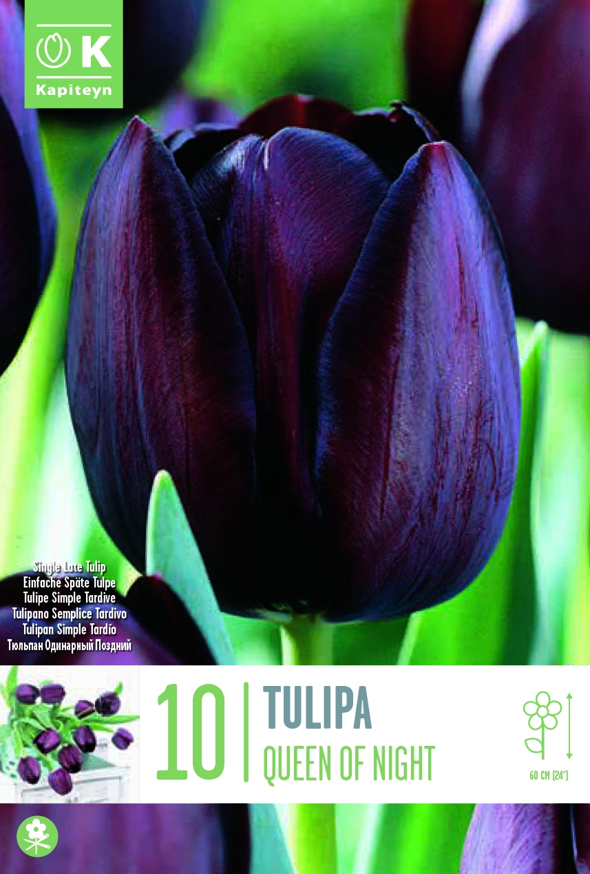 Queen Of Night Tulip Bulbs Hanleys of Cork