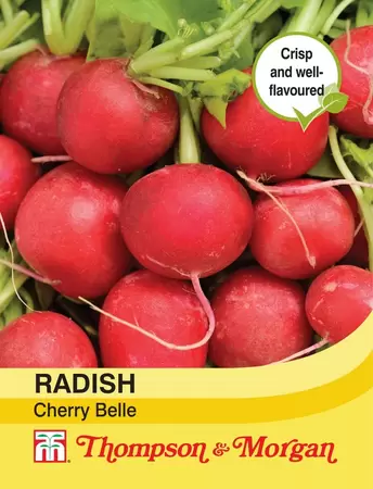 Radish Cherry Belle