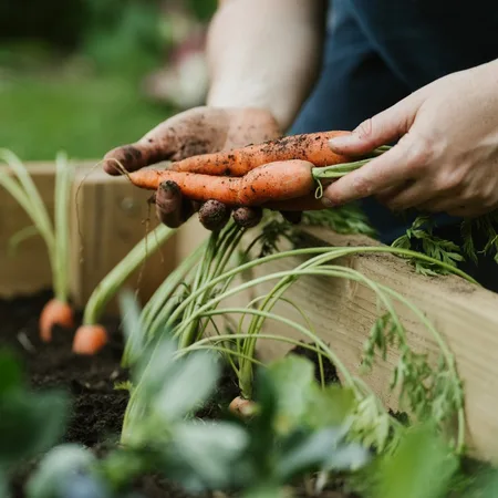 Raised Bed & Vegetable Soil - image 4