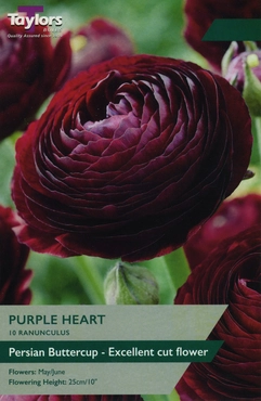 Ranunculus Purple Heart 5-6