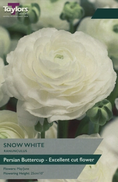 Ranunculus Snow White 5-6