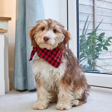 Red Check Beau Bandana - L/Xl
