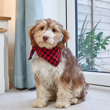 Red Check Beau Bandana - L/Xl