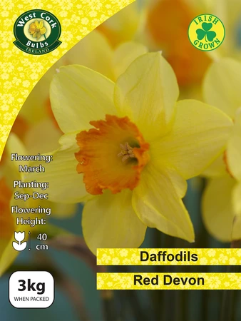 Red Devon Daffodils 3kg Net