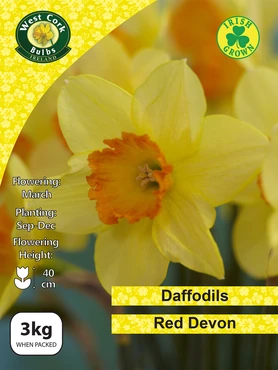 Red Devon Daffodils 3kg Net