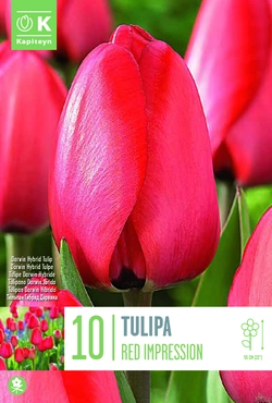 Red Impression Tulip Bulbs