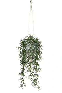 Rhipsalis In Hanging Pot 110cm