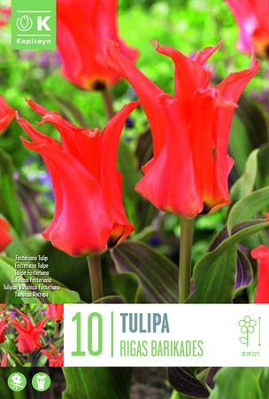 Rigas Barikadas Tulip Bulbs