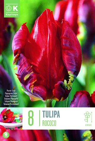 Rococo Parrot Tulip Bulbs