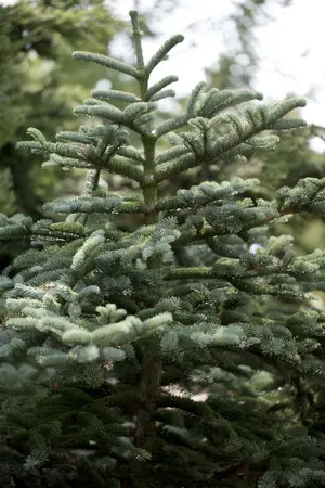 Royal Fir Prelit 225cm/7.5ft - image 4