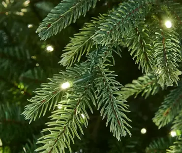 Royal Fir Prelit 225cm/7.5ft - image 2