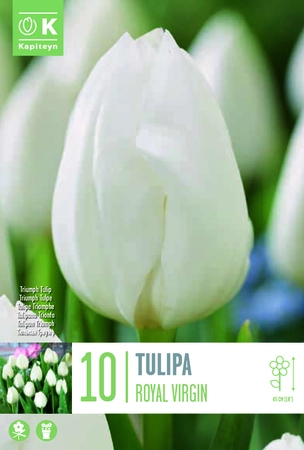 Royal Virgin Tulip Bulbs