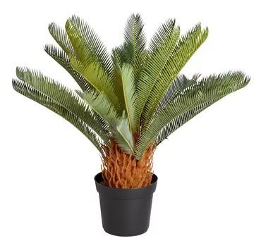 Sago Palm