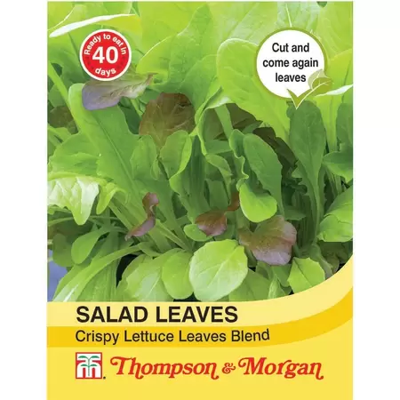 Salad Leaves - Crispy Lettuce Blend