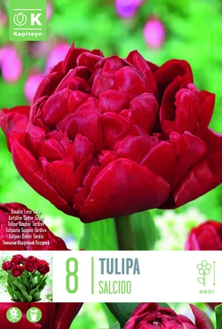 Salcido Double Tulip Bulbs