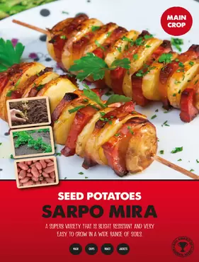 Sapro Mira Seed Potato