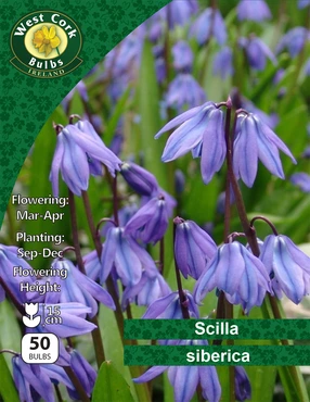 Scilla Siberica 50 Bulbs