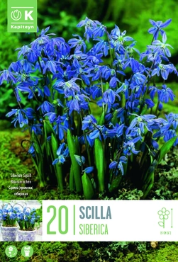 Scilla Siberica Bulbs