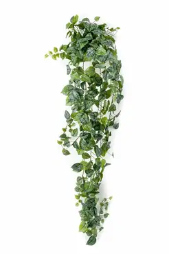 Scindapsus Pictus Hanging Bush 180c