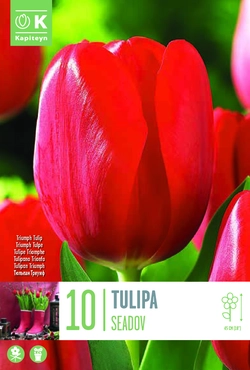 Seadov Tulip Bulbs