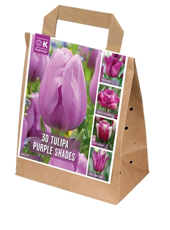 Shades Of Colour Violet Tulip Shade Mix