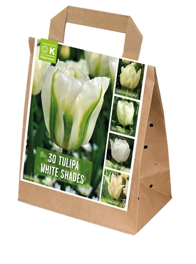 Shades Of Colour White Tulip Shade Mix