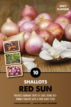 Shallot Red Sun