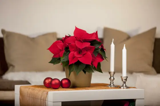 Silver Velvet Poinsettia With Stem 105cm  - image 3