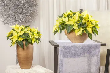 Silver Velvet Poinsettia With Stem 105cm  - image 5