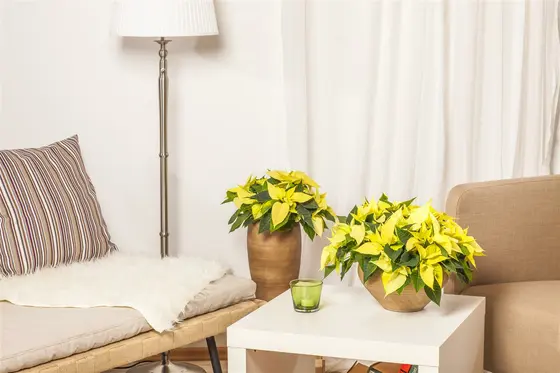 Silver Velvet Poinsettia With Stem 105cm  - image 6