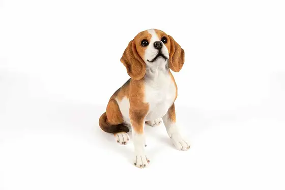 Sitting Beagle