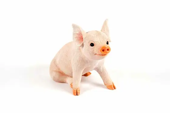 Sitting Pig