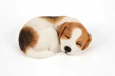 Sleeping Jack Russell