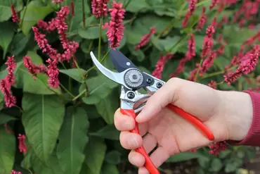 Small Bypass Pruner - image 2