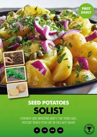 Solist Seed Potato