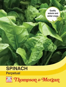 Spinach Perpetual