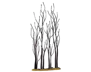 Stand Of Sycamore