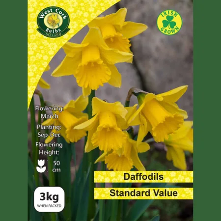 Standard Value Daffodils 3kg