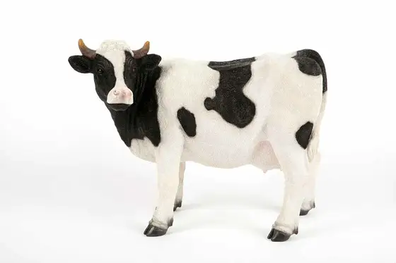 Standing Black & White Cow
