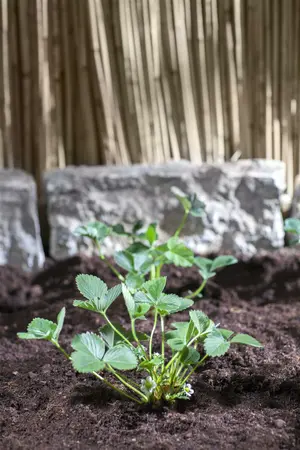 Strawberry Table 35x50cm - image 1
