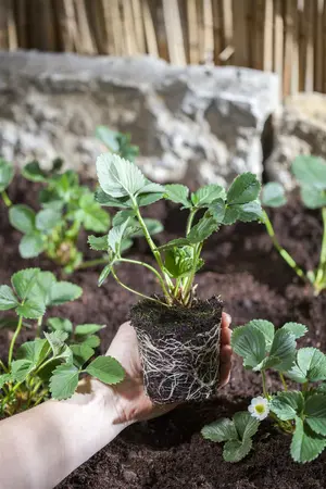 Strawberry Table 35x50cm - image 2