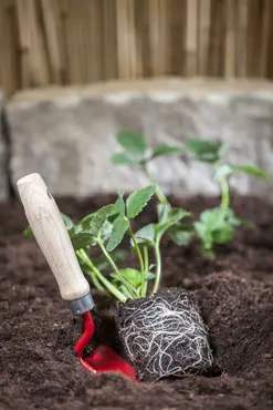 Strawberry Table 35x50cm - image 3