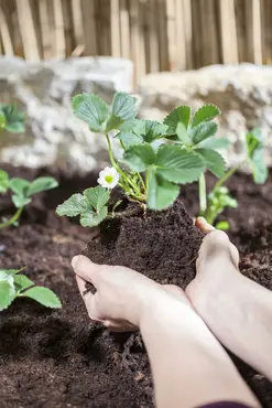 Strawberry Table 35x50cm - image 4