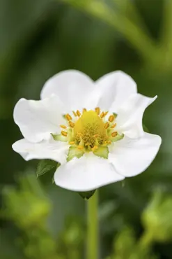 Strawberry Table 35x50cm - image 5